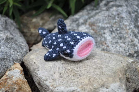 The Tiniest Whale Shark Ever...